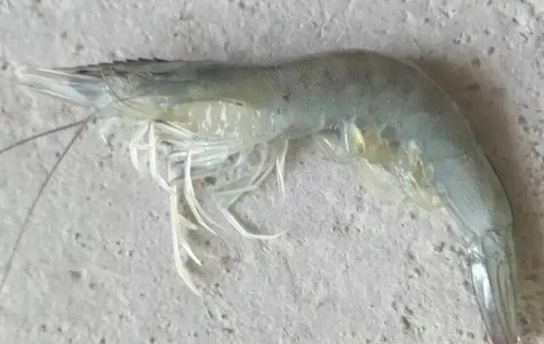 对虾1.jpg