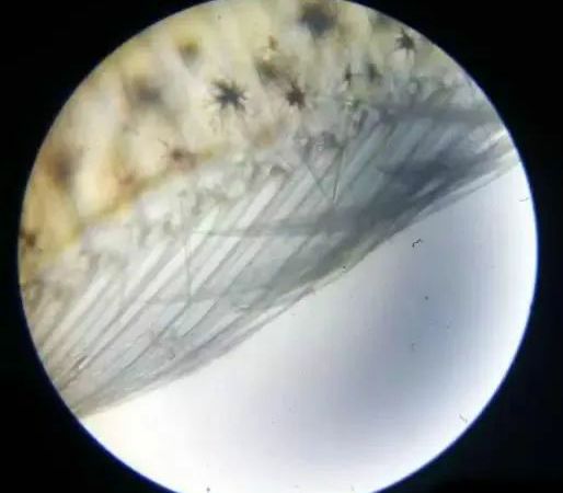 对虾2.jpg