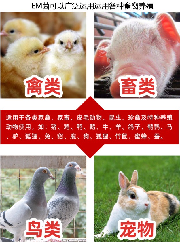 EM菌可以广泛运用运用各种畜禽养殖.jpg