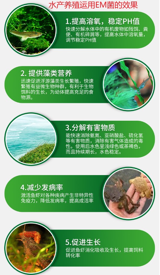 水产养殖运用EM菌的效果.jpg