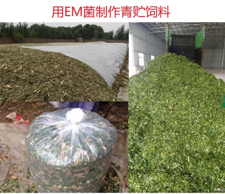 用EM菌制作青贮饲料.jpg