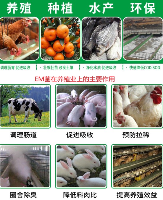 EM在养殖业上的作用.jpg