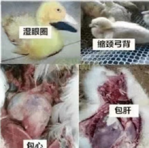 浆膜3.jpg