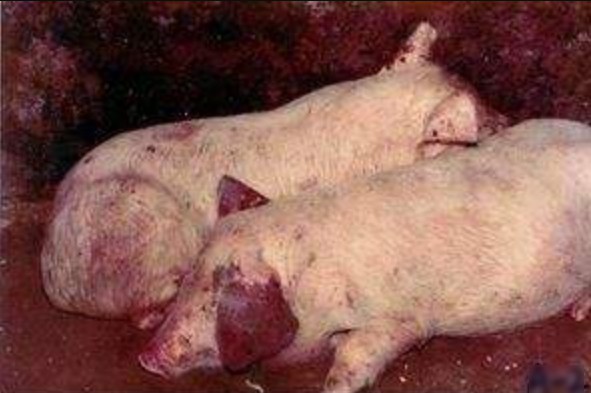耳朵变厚，身上卧着红，大部分不吃料或开始减料了2.jpg
