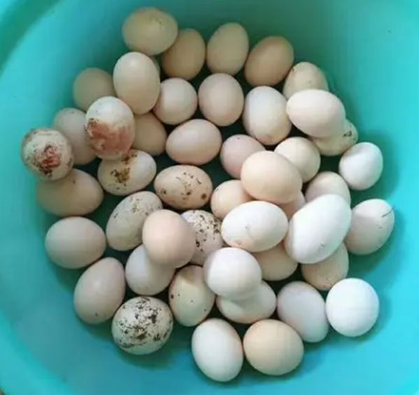 输卵管炎1.jpg