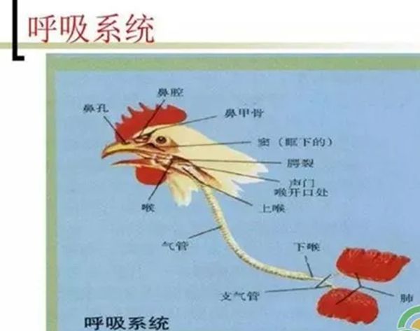 鸡呼吸道7.jpg