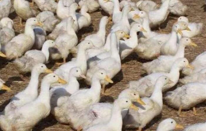 怎样预防和降低肉鸭热应激反应
