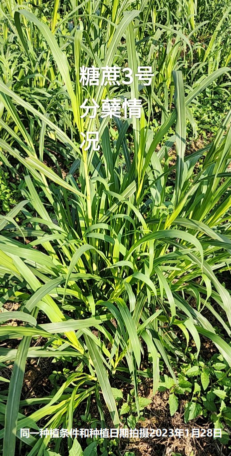 糖蔗3号牧草分蘖情况.jpg