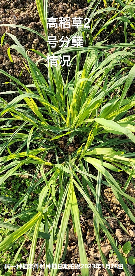 高稻草2号分蘖情况.jpg