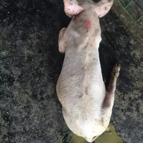 流行性腹泻1.jpg