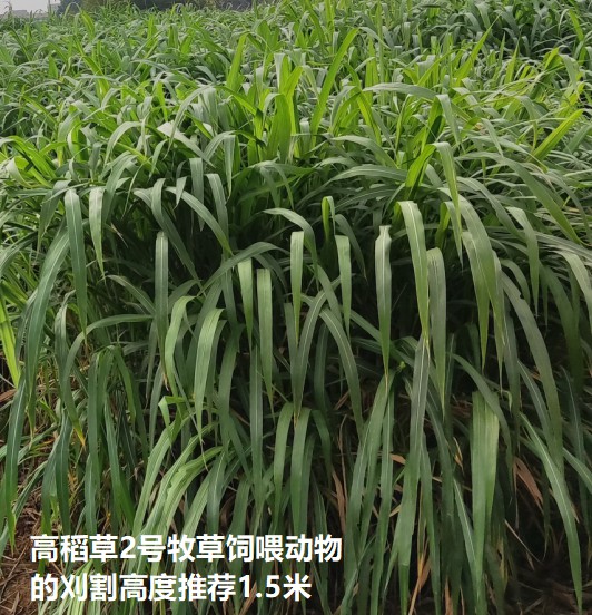 高稻草2号牧草饲喂动物刈割高度推荐1.5米.jpg