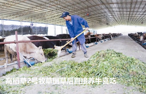 高稻草2号牧草铡草后直接养牛喜吃.jpg