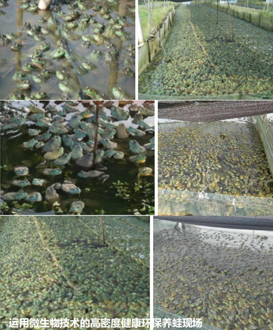 运用微生物技术的高密度健康环保养蛙现场.jpg