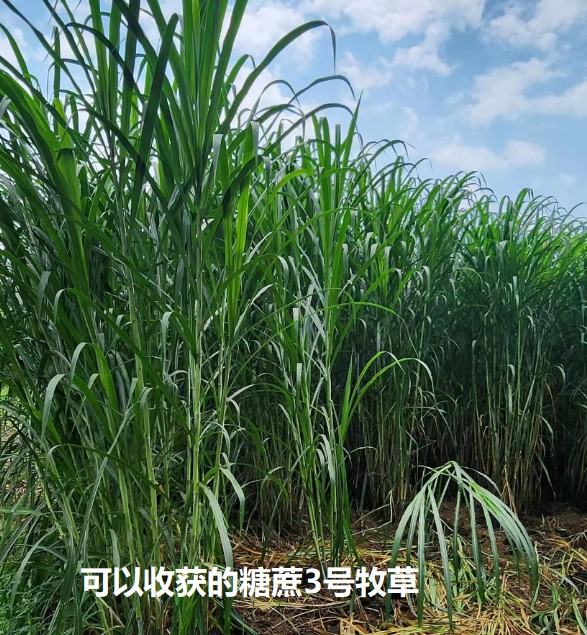 可以收获的糖蔗3号牧草.jpg