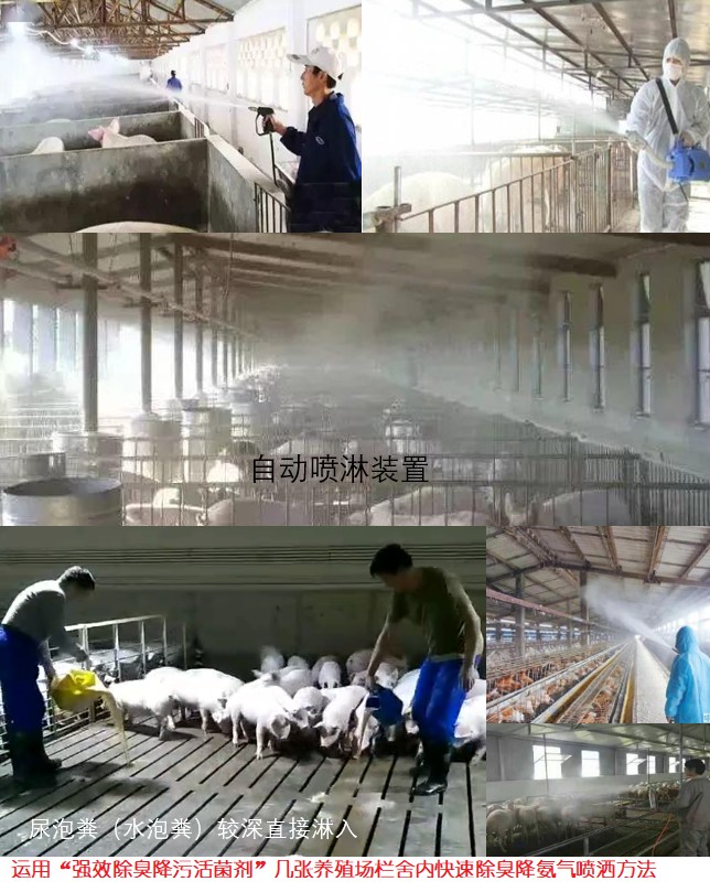 运用“强效除臭降污活菌剂”几张养殖场栏舍内快速除臭降氨气喷洒方法.jpg
