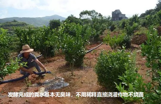 发酵完成的粪水基本无臭味，不用稀释直接浇灌作物不烧苗2.jpg