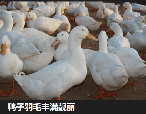 鸭子羽毛丰满靓丽.jpg