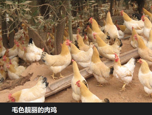 毛色靓丽的肉鸡.jpg
