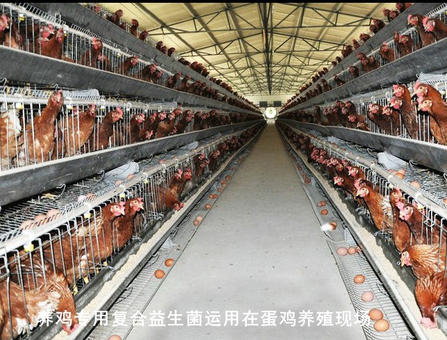 养鸡专用复合益生菌运用在蛋鸡养殖现场.jpg