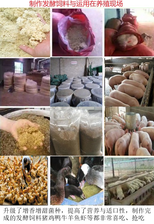 制作发酵饲料与运用在养殖现场.jpg