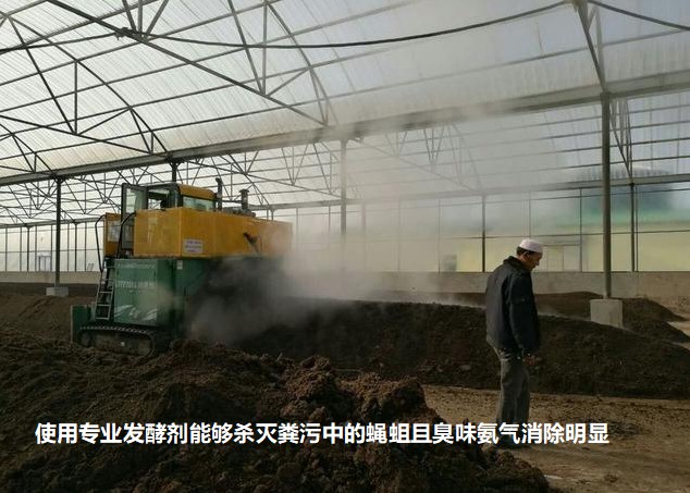 使用专业发酵剂能够杀灭粪污中的蝇蛆且臭味氨气消除明显.jpg