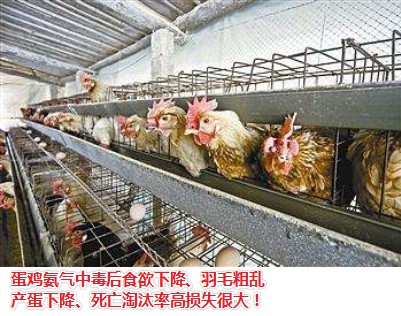 蛋鸡氨气中毒.jpg