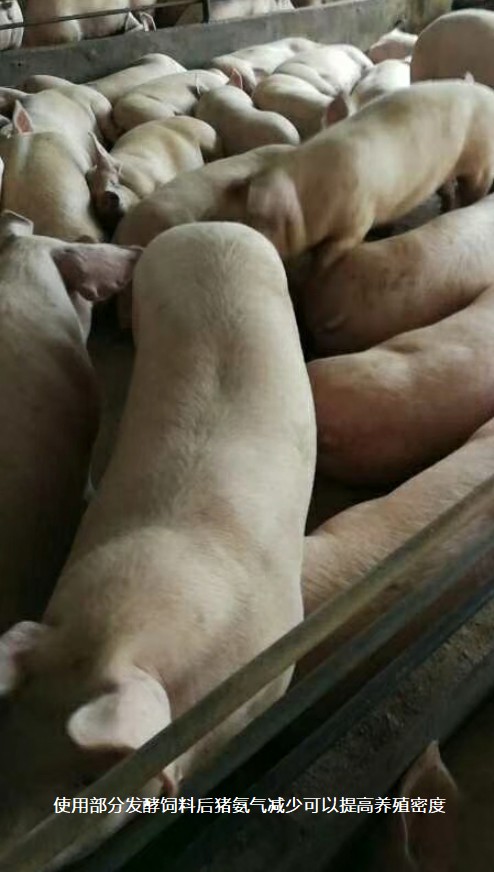 使用部分发酵饲料后猪氨气减少可以提高养殖密度.jpg