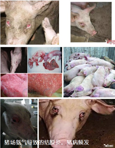 猪场氨气导致的结膜炎，猪病频发.jpg