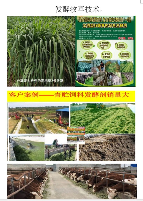 发酵草喂牛.jpg