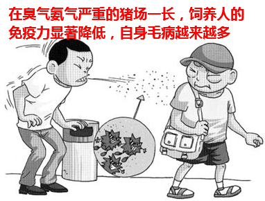 氨气对猪的危害4.png