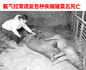 氨气对猪的危害3.png