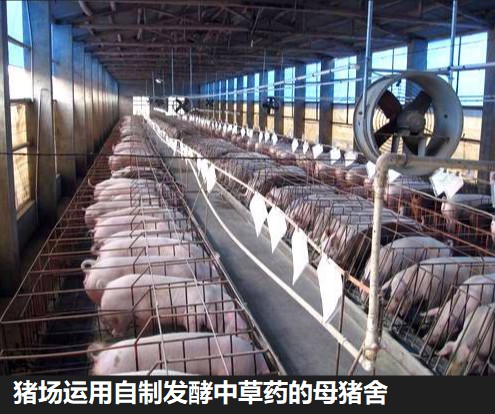 猪场运用自制发酵中草药的母猪舍.jpg