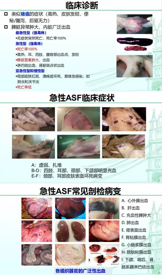 急性非洲猪瘟感染临床症状.jpg