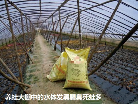 养蛙大棚中的水体发黑腥臭死蛙多.jpg