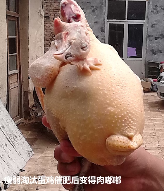瘦弱淘汰蛋鸡催肥后变得肉嘟嘟.jpg