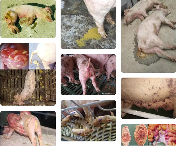 猪顽固性腹泻1.jpg