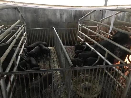 运用多功能生物发酵活菌肽和养猪专用复合益生菌的母猪仔猪健康度高.jpg