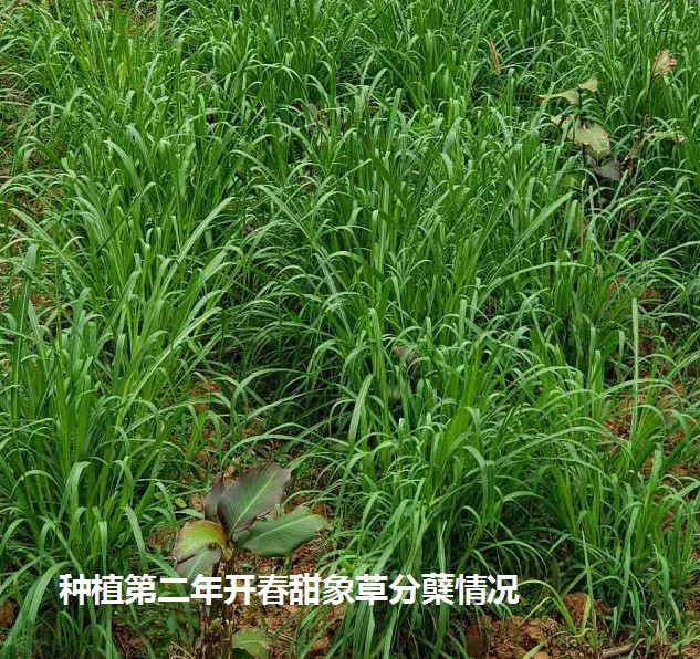 种植第二年开春甜象草分蘖情况.jpg