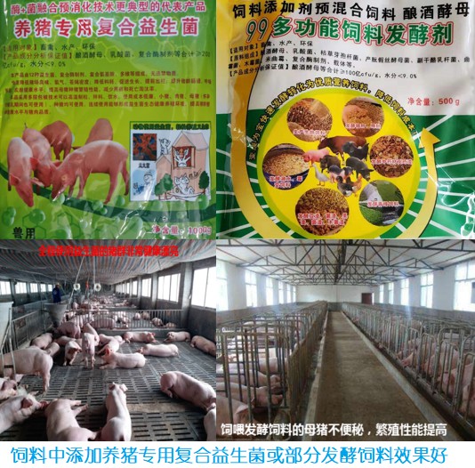 饲料中添加养猪专用复合益生菌或部分发酵饲料效果好.jpg