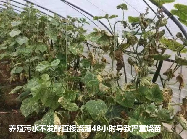 养殖污水不发酵直接浇灌48小时导致严重烧苗.jpg