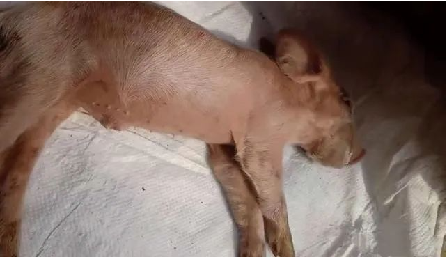 猪1.png
