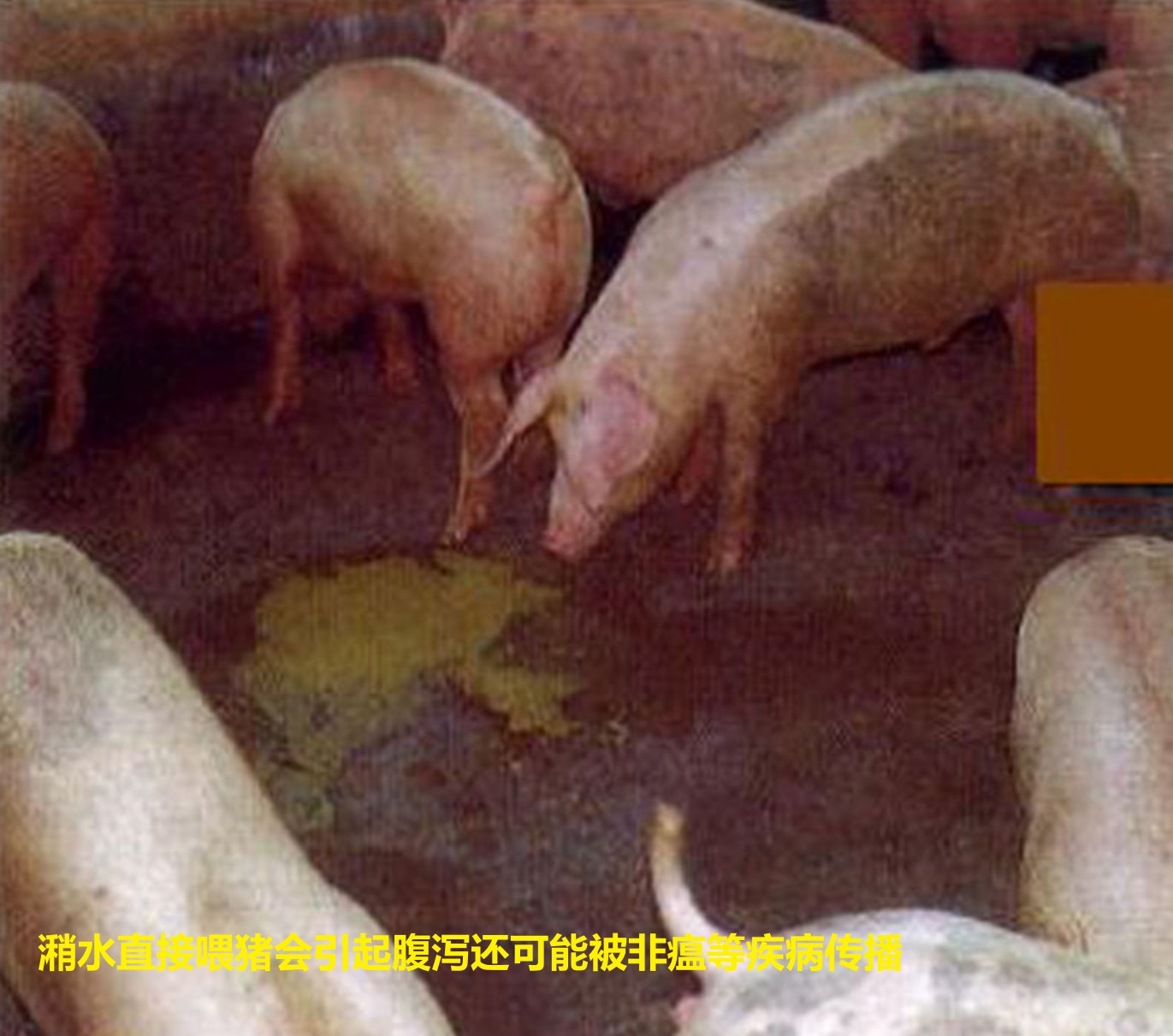 潲水直接喂猪会引起腹泻还可能被非瘟等疾病传播.jpg