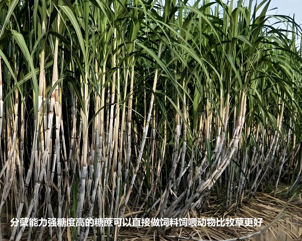 分蘖能力强糖度高的糖蔗可以直接做饲料饲喂动物比牧草更好.jpg