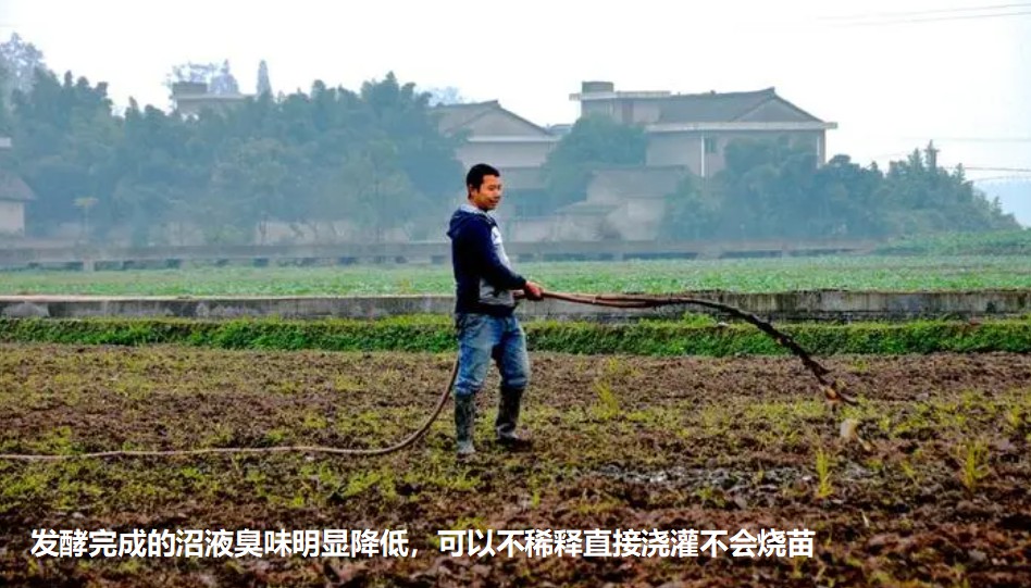 发酵完成的沼液臭味明显降低，可以不稀释直接浇灌不会烧苗.jpg