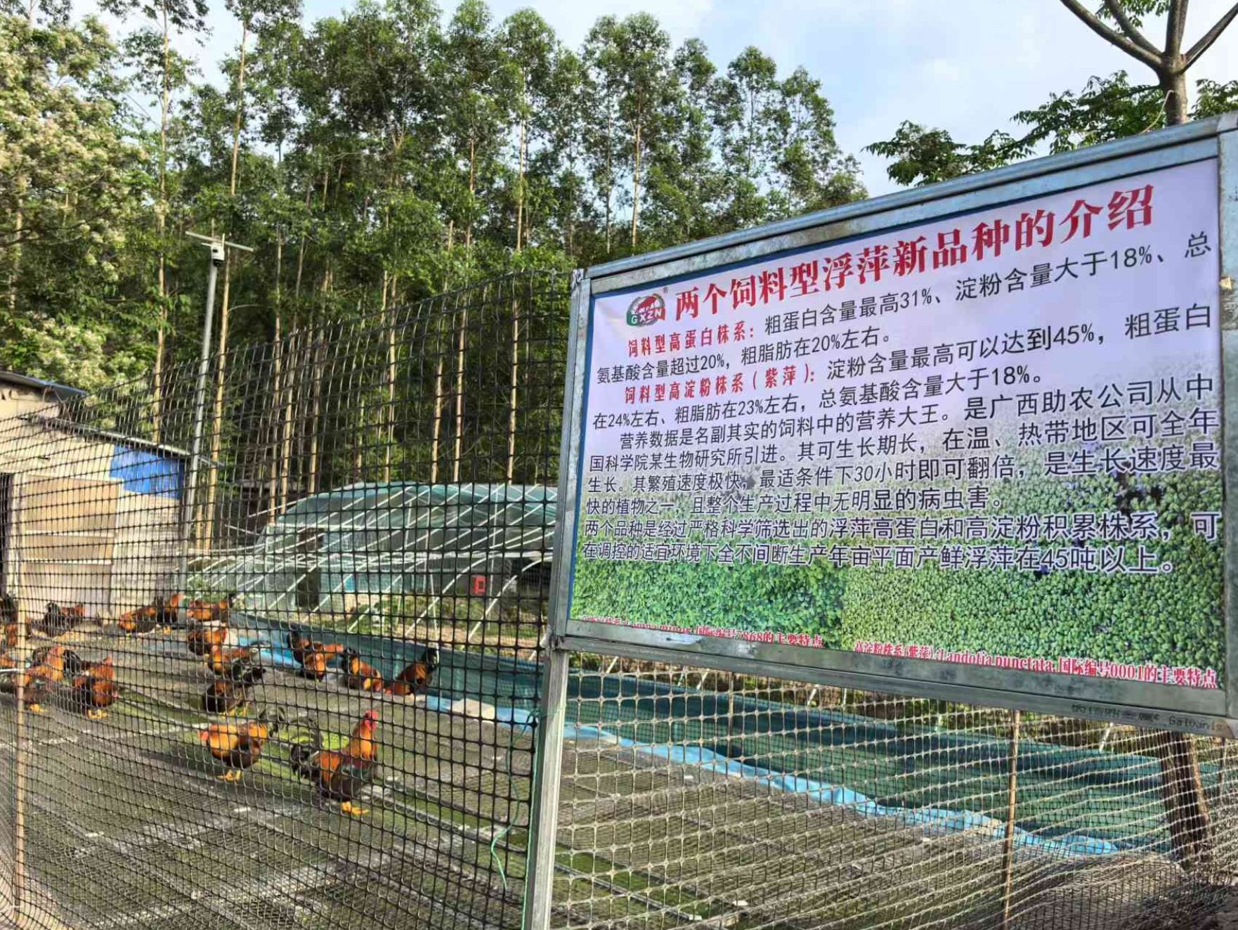一种耦合浮萍培养、发酵床与节粮型低成本养殖禽类的生态循环方法3.jpg