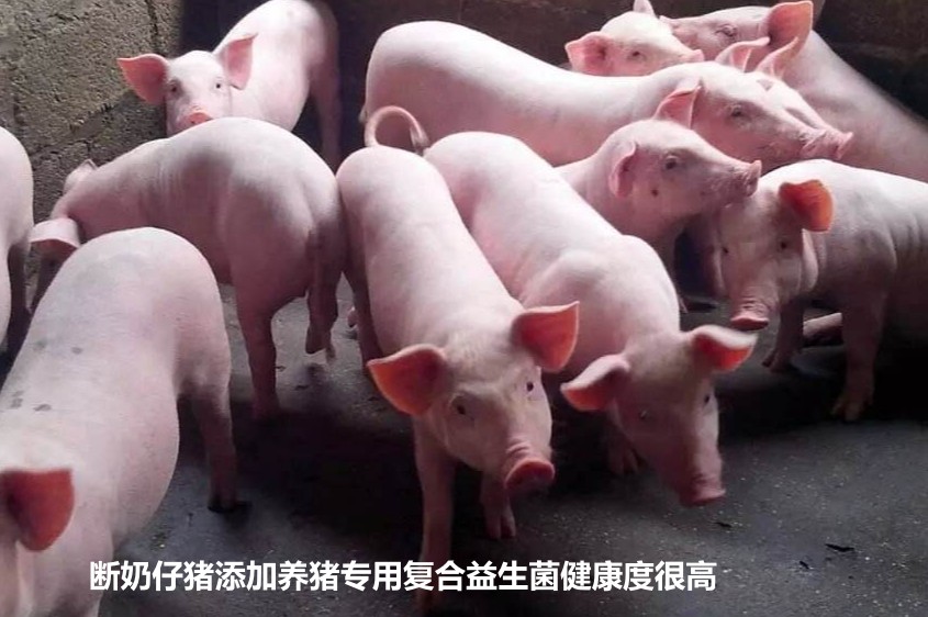 断奶仔猪添加养猪专用复合益生菌健康度很高.jpg