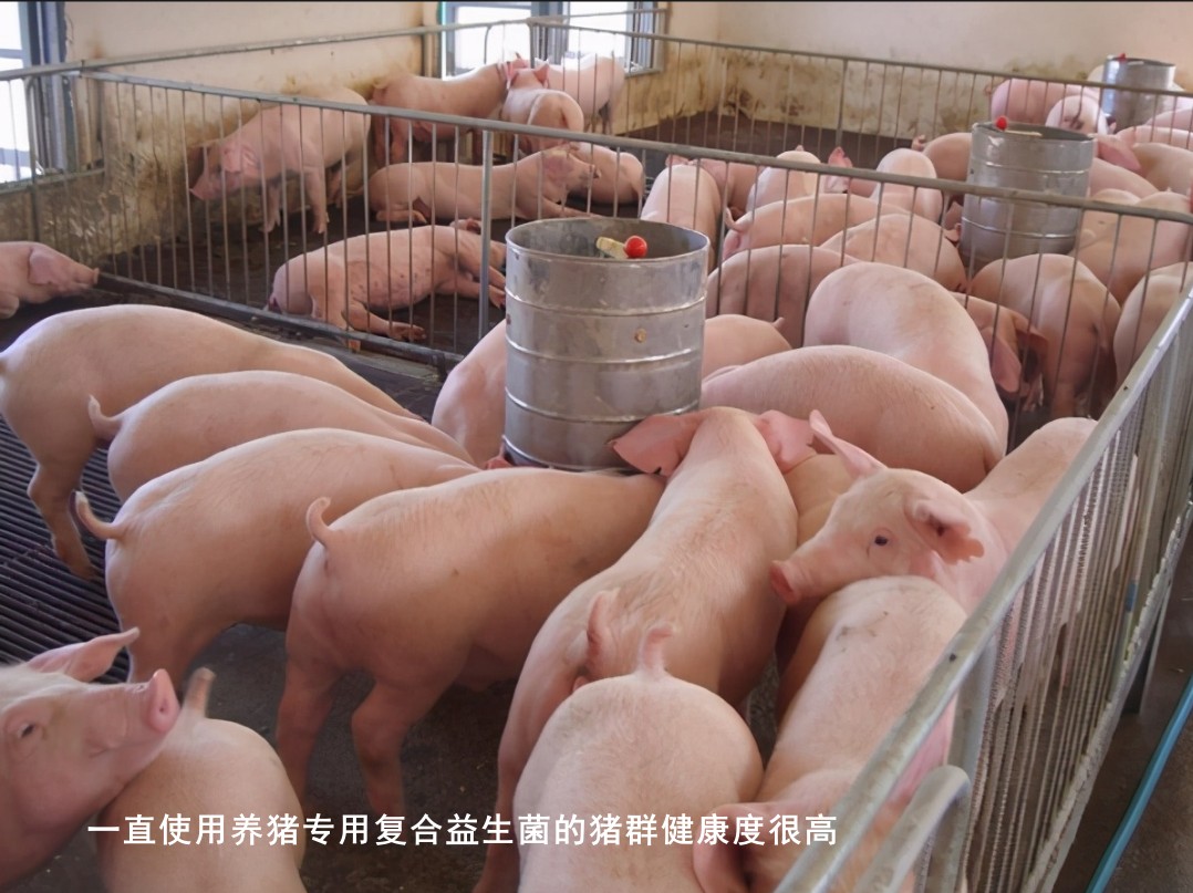 一直使用养猪专用复合益生菌的猪群健康度很高.jpg