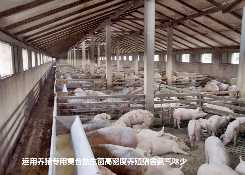 运用养猪专用复合益生菌高密度养殖猪舍氨气味少.jpg