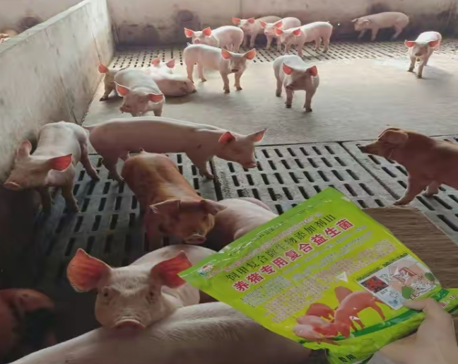 养猪专用复合益生菌3.jpg