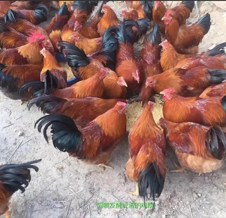 饲养成本4.jpg